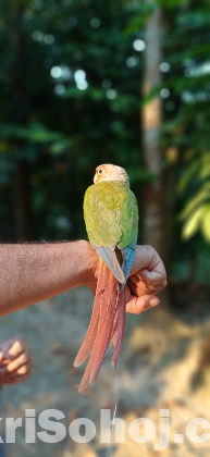 পাইনাপেল কুনুর পাখি